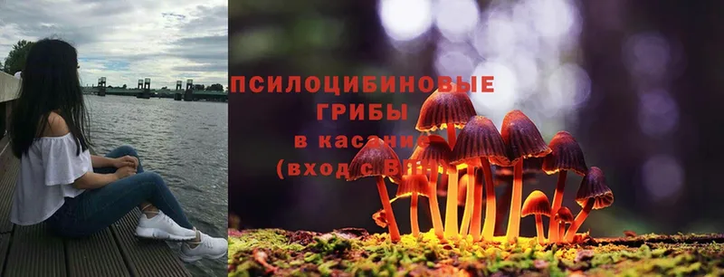 Псилоцибиновые грибы Psilocybine cubensis  магазин продажи   Великий Устюг 